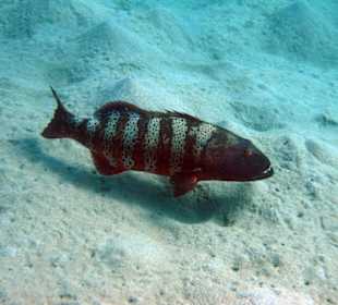 Zackenbarsch am Lahami Hausriff