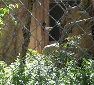 Malta Falconry Centre