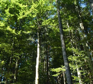 Bei unserer Wanderung zur Harlachberger-Spitze