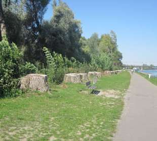 Uferpromenade Pappelstümpfe