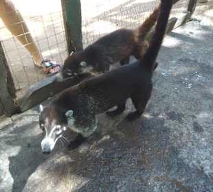 Viele Tiere gibt es zu sehen