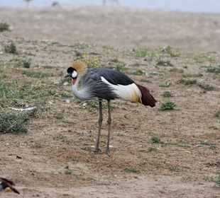 Geführte Touren Marco Polo Tours & Safaris Diani Beach