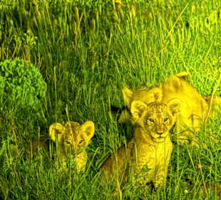 Kleine Löwen bei Nacht 