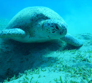 Abou Dabab (Marsa Alam)