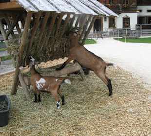 Wir fühlen uns hier wohl . .