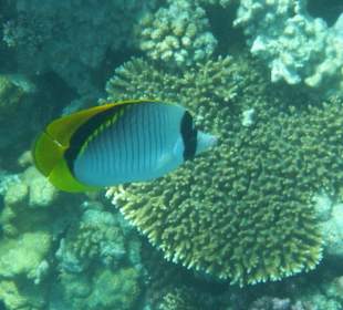 Hausriff Arabia Azur