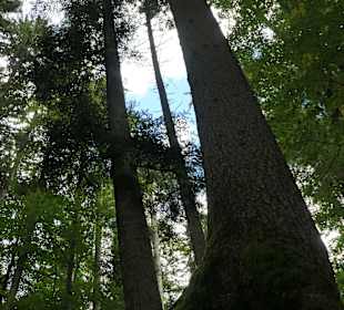 Wunderbarer Märchenwald bei Ruhpolding
