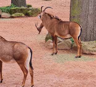 Zoo Hannover 