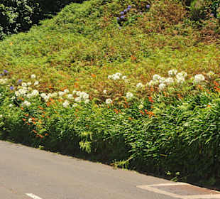 Blumen als Wegbegleiter