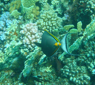 Schnorcheln - Abu Dabab