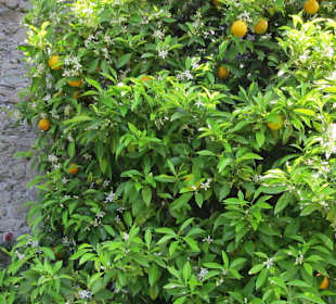 Garten und Villa Garzoni in Collodi