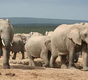 Elefantenbegegnung am Harpor Damm