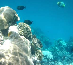 Schnorcheln, seither bin ich Ägyptensüchtig