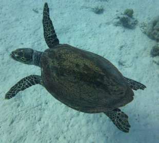 Schildkröten in Hurghada