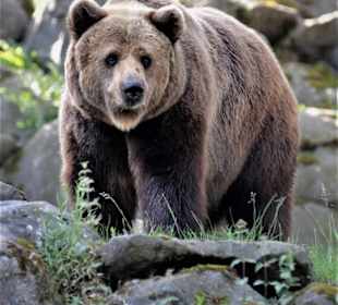 Braunbär ran gezoomt