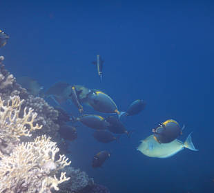 Schnorcheln Marsa Alam