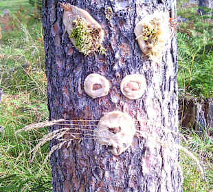 Impressionen aus dem Rofan