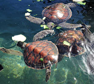 Fütterung der Wasserschildkröten