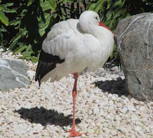 Storch
