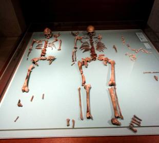 Knochenfunde aus dem Rheinland