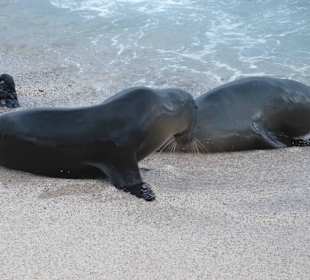 Viele Seelöwen teilweise mit Jungtieren