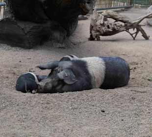 Tierpark Hagenbeck