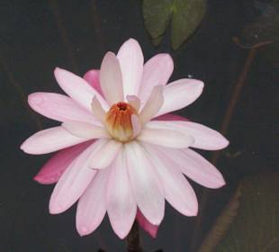 Blumenpracht