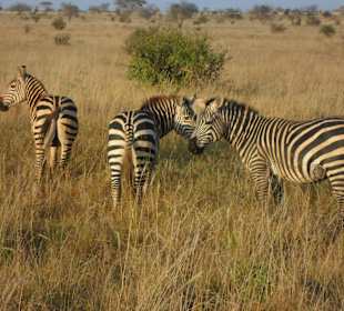Zebras im Nationalpark