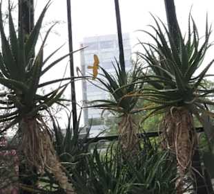 Alter botanischer Garten