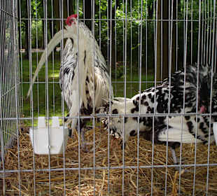 Hahnaustellung im Park