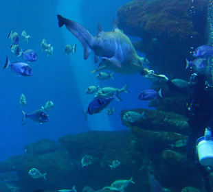 Fütterungszeit im riesiegen Aquarium