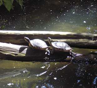 Schildkröten am Teich