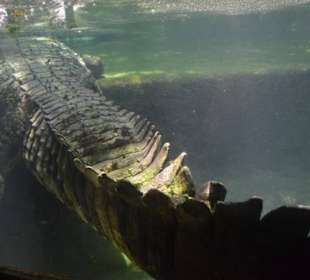Singapur Zoo