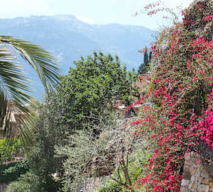 Überall schöne Blumen