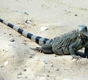 Leguane in der Playa Lagún