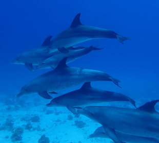 Delfin Tour Hurghada