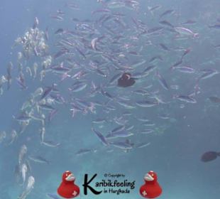 Schnorchelausflug nach Sharm El Naga 15.11.17