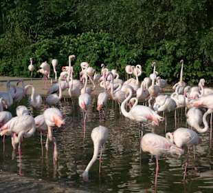 Фламинго