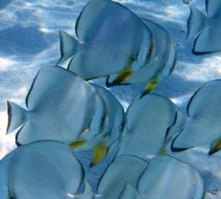 Schnorcheln Marsa Alam