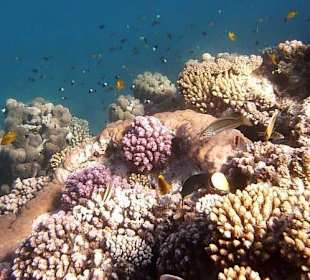 Schnorcheln am Hausriff