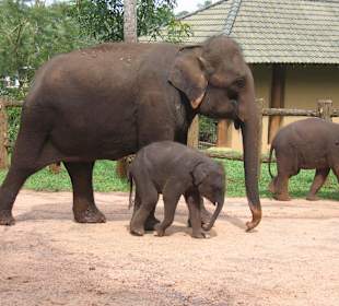Elefantenwaisenhaus
