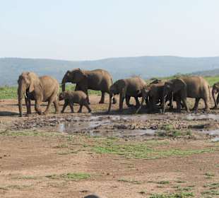 Elefanten Im Hluhluwe NP