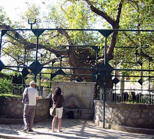 Platane von Hippokrates 460 - 377 v.Chr.