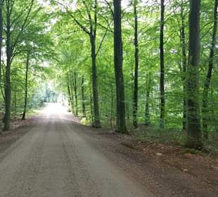 100 Raubvögel wie Geister, Falken, Flügel und Köni