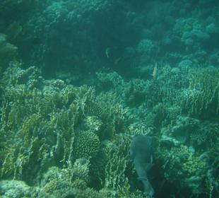 Kugelfisch über Korallen