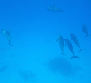 Delfine Dolphinhouse
