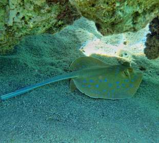 Blaupunkt-Stechrochen