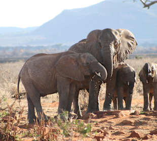 Eindrücke im Tsavo Ost; Elefanten am Wasserloch