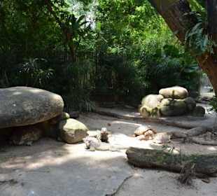 Singapur Zoo