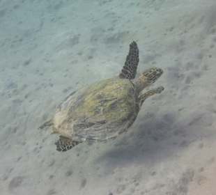 Schnorcheln Marsa Alam